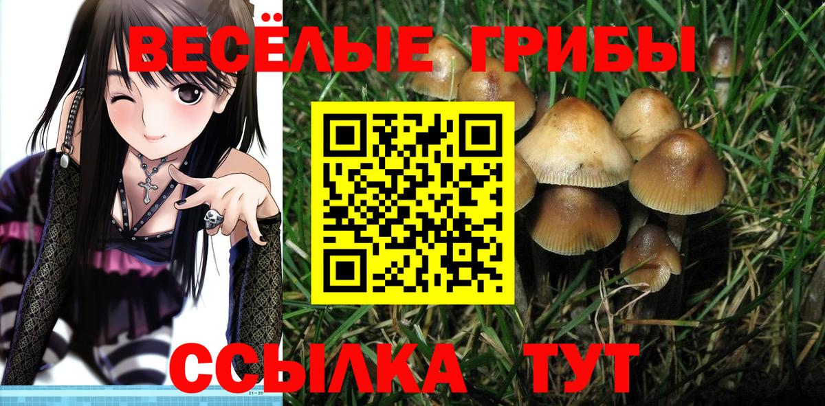 Псилоцибиновые грибы Cubensis Химки